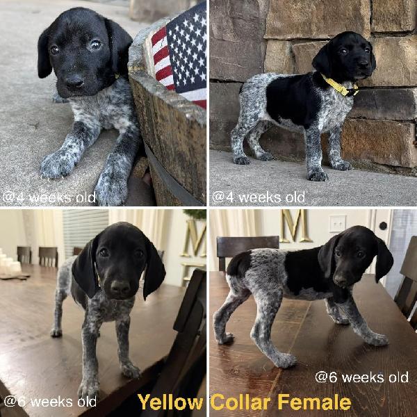 FEMALE GSP PUPPY - READY TO GO! German Shorthaired Pointer