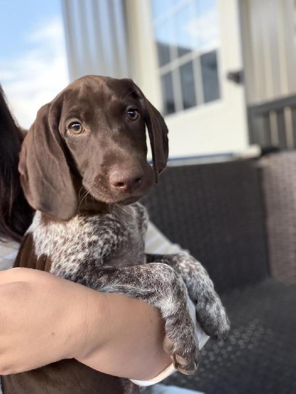 German Shorthaired Pointer