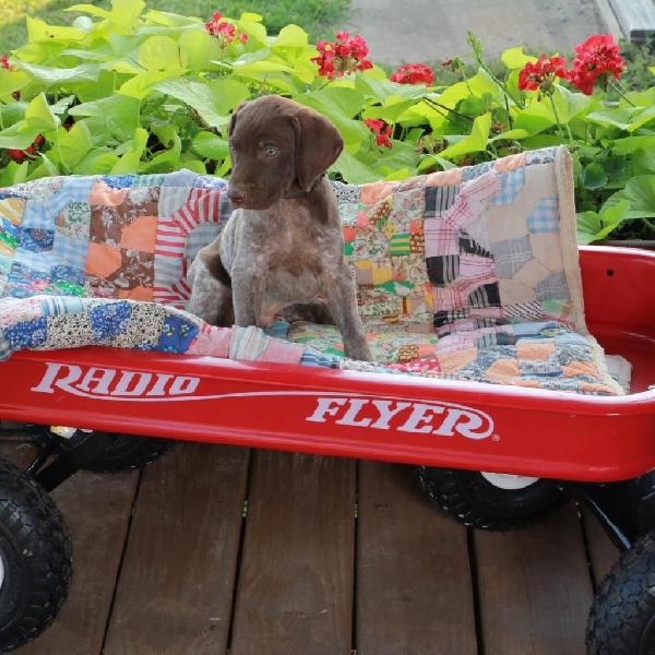 German Shorthaired Pointer