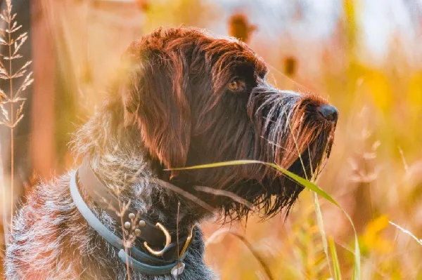 Wirehaired Pointing Griffon