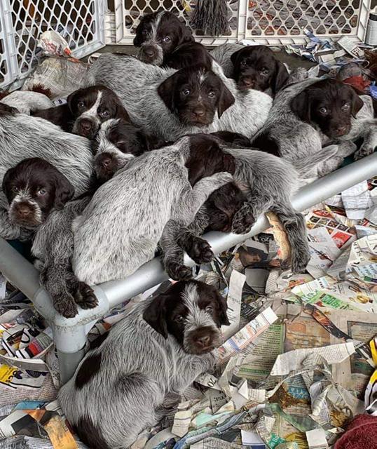 pUPPIES KURANDA.png