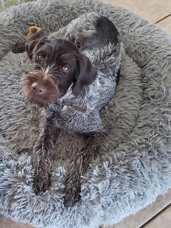 2026 WIREHARIDED POINTING GRIFFON PUPS Wirehaired Pointing Griffon