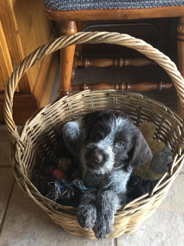 WIRE HAIRED POINTING GRIFFON PUPS SPRING 2026 Wirehaired Pointing Griffon