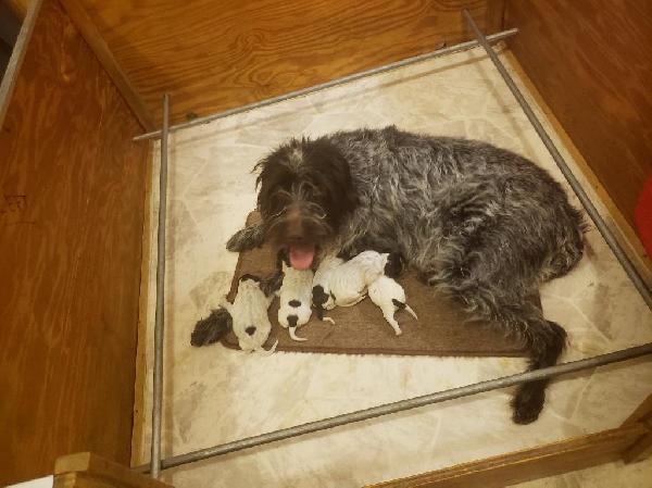 VIPER AND HER LAST LITTER OF PUPS 2025