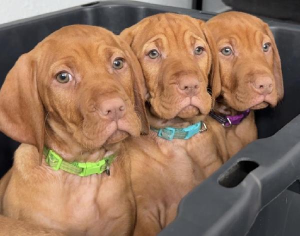 AU SABLE VIZSLAS – VIZSLA PUPPIES EXPECTED! Hungarian Vizsla