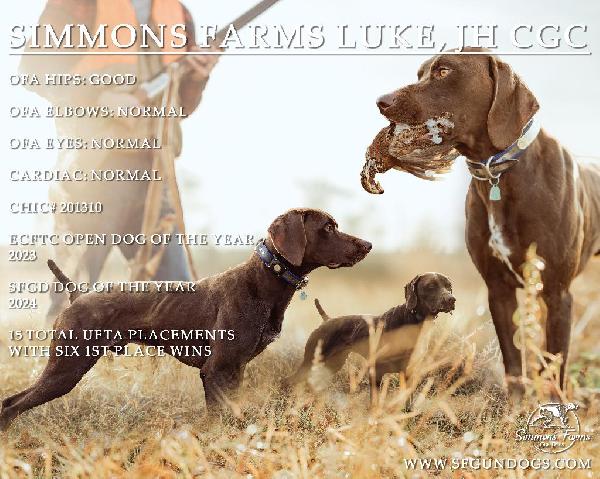 German Shorthaired Pointer