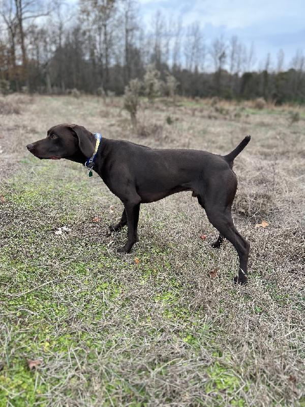 German Shorthaired Pointer