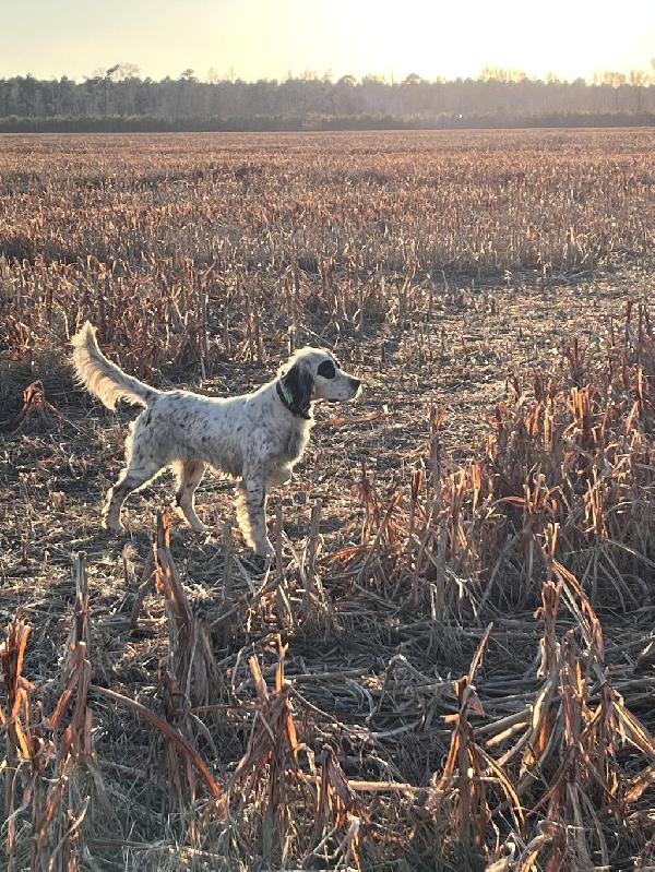 English Setter