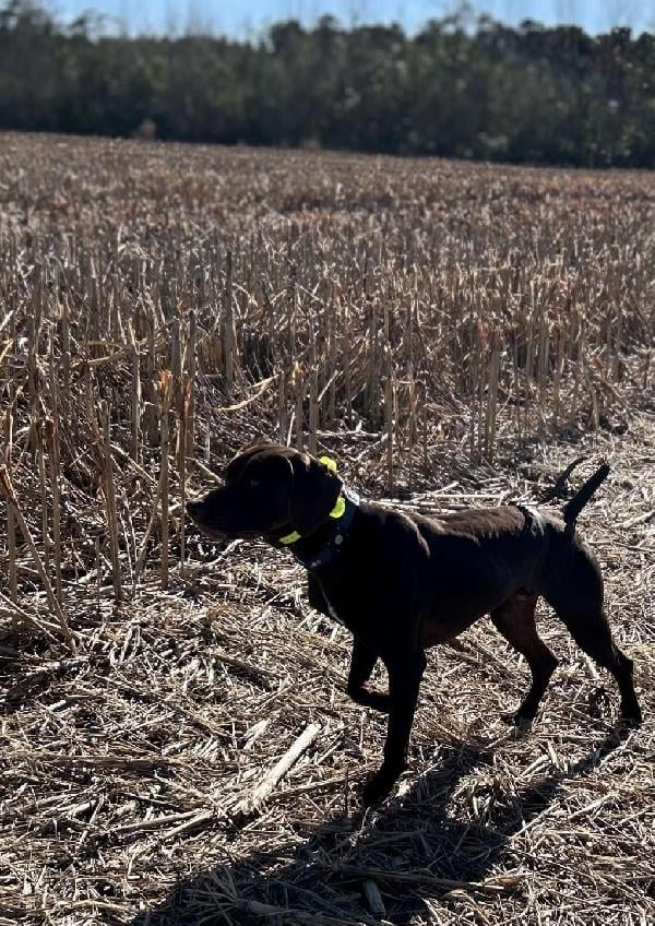 FIELD TRIAL STUD DOG German Shorthaired Pointer