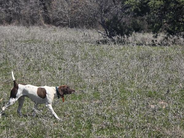 German Shorthaired Pointer