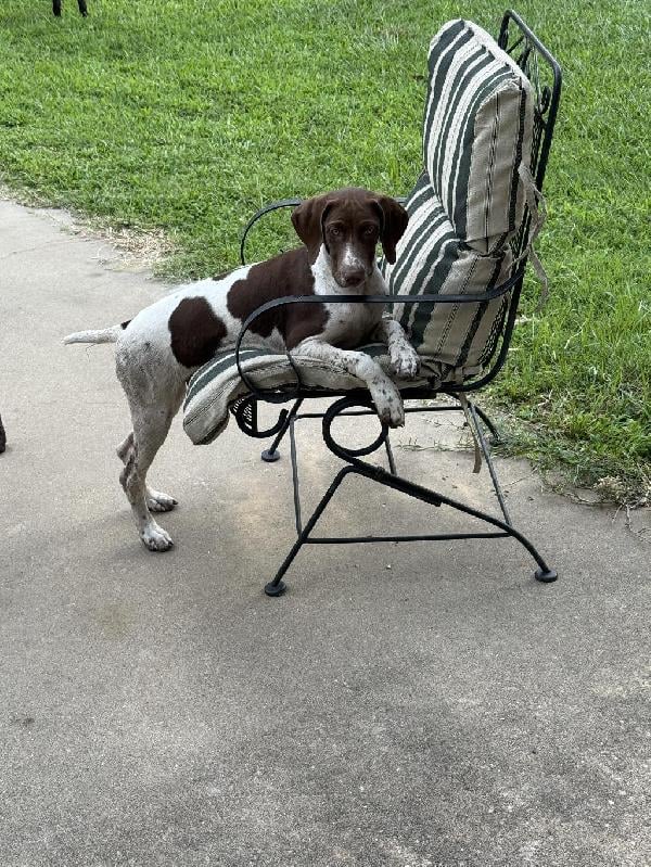 German Shorthaired Pointer