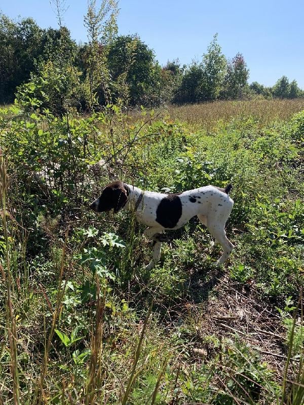German Shorthaired Pointer