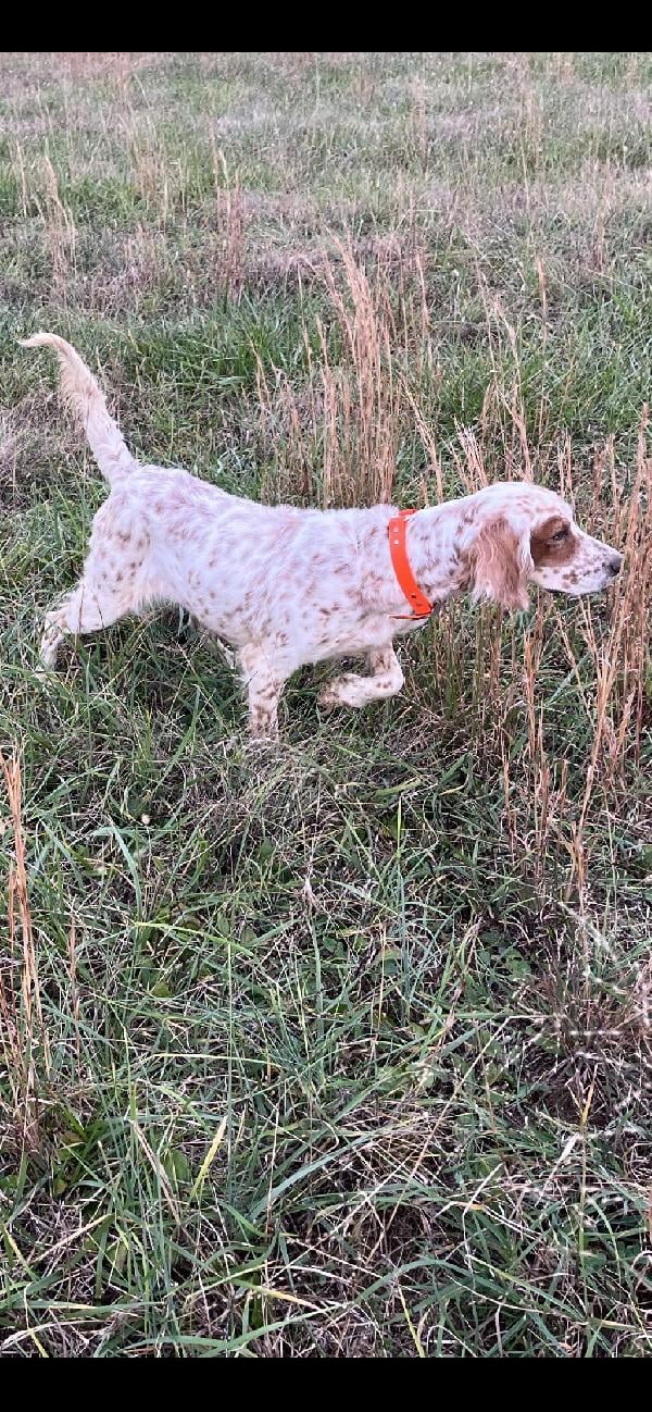 English Setter