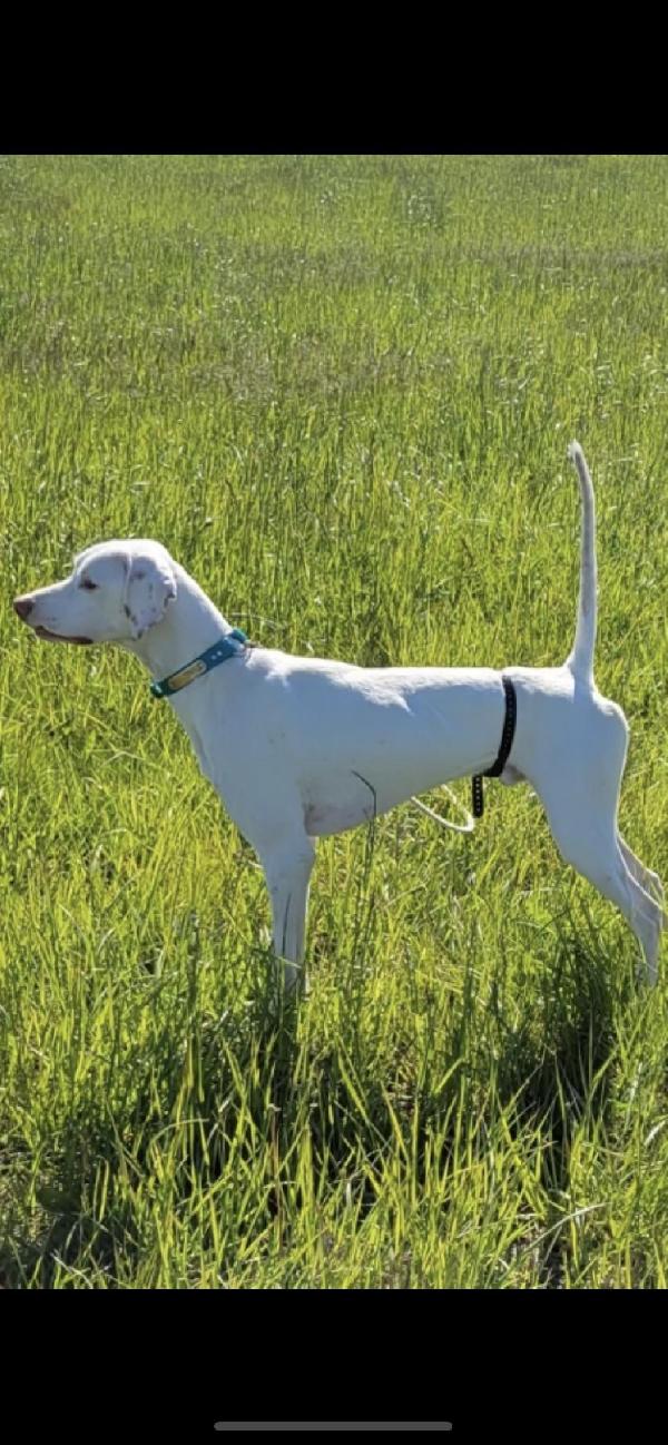 English Pointer