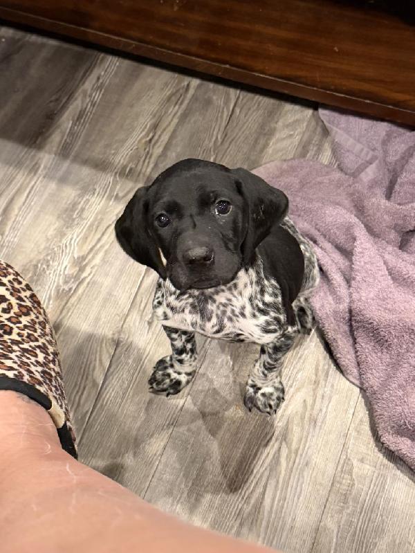 German Shorthaired Pointer