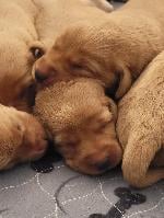 FOX RED LABRADORS