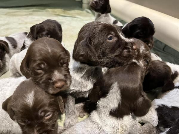 TOP TITLED GRIFFONS IN THE US