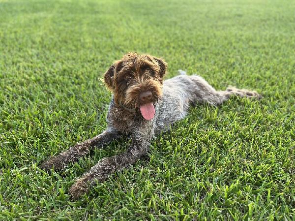 SAKS ATLAS OF BIG RACK - AS A PUPPY