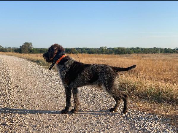 AUX LAKE RAISED ROYAL DUKE