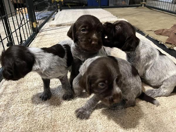 TOP TITLED GRIFFONS IN THE US Wirehaired Pointing Griffon