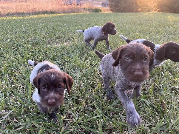 TOP TITLED GRIFFONS IN THE U.S. Wirehaired Pointing Griffon