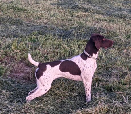 QUALITY BRED GSP PUPPIES German Shorthaired Pointer