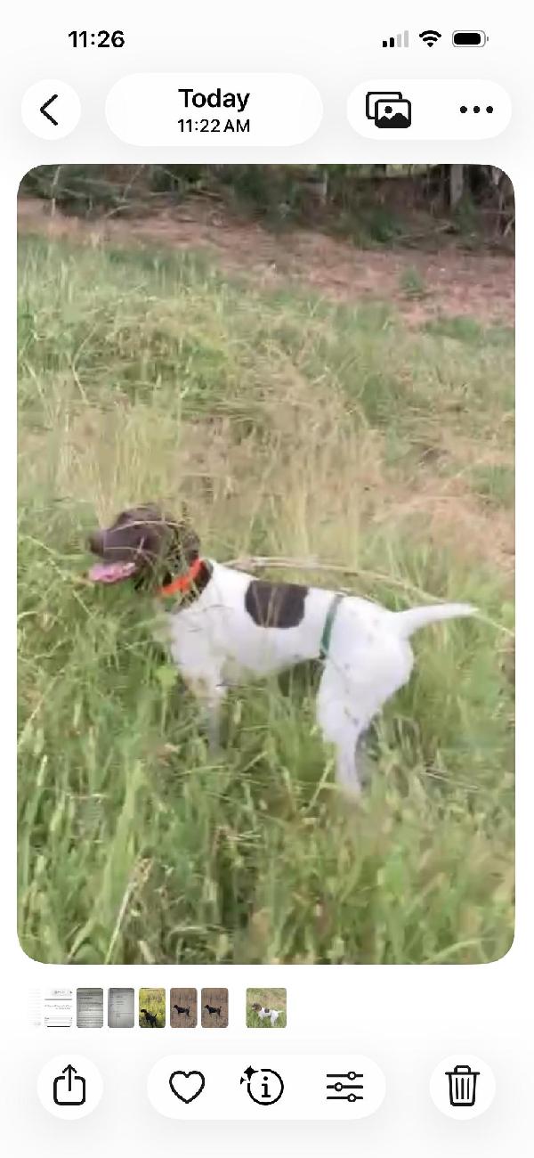 German Shorthaired Pointer