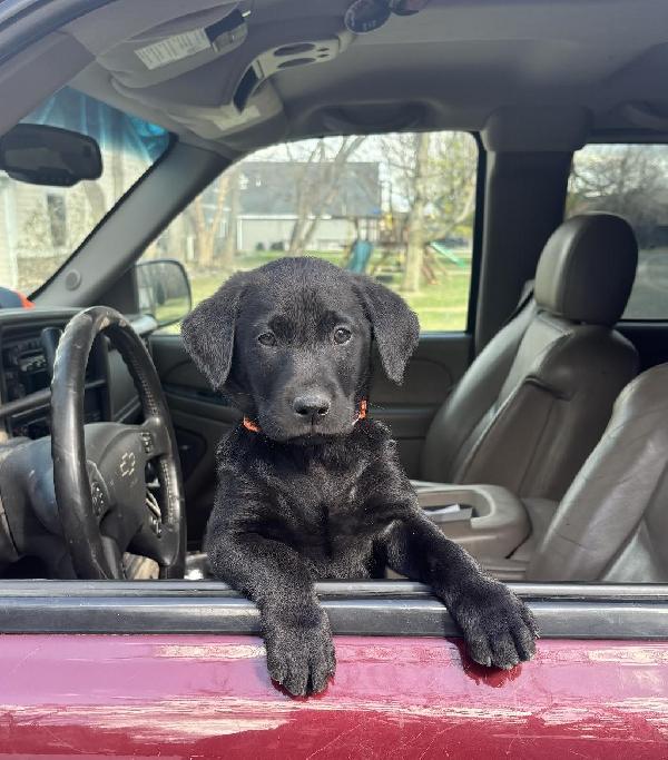British Labrador Retriever