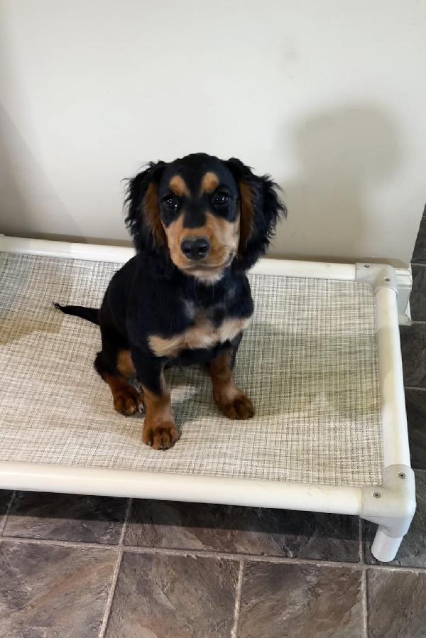 English Cocker Spaniel