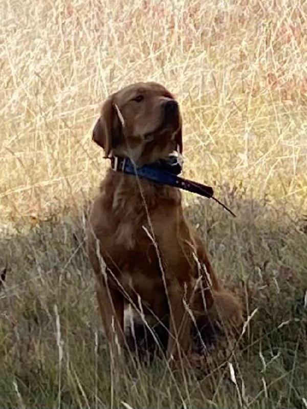 Golden Retriever