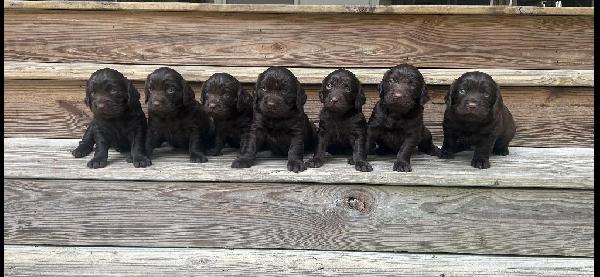 Boykin Spaniels
