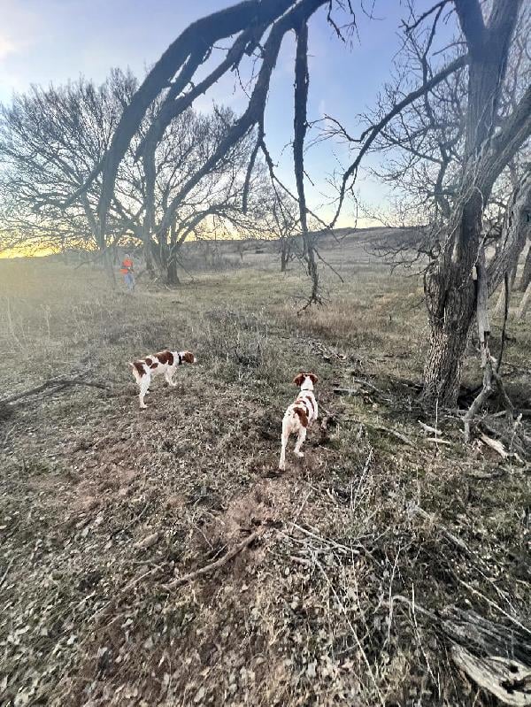 American Brittany