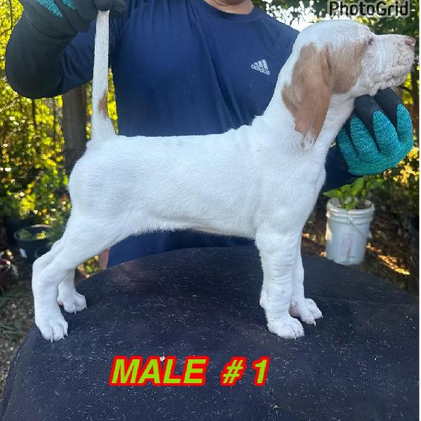 English Pointer