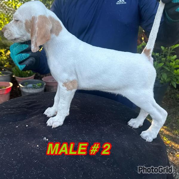 English Pointer