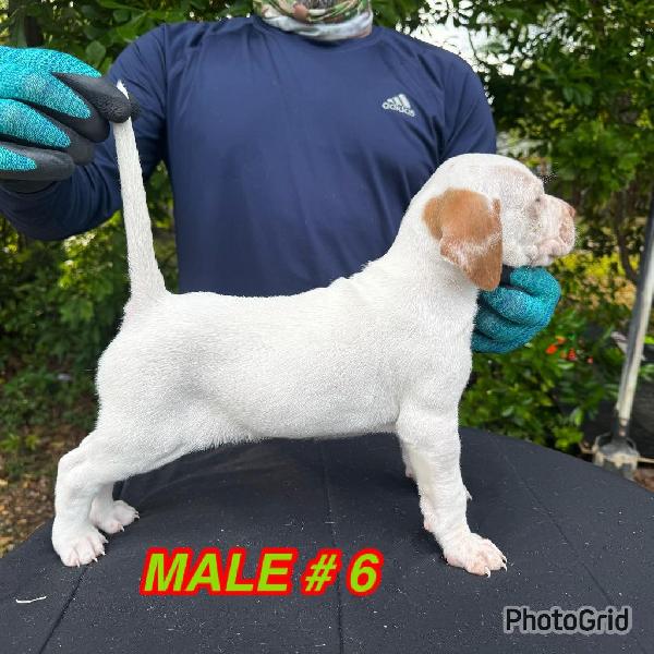English Pointer