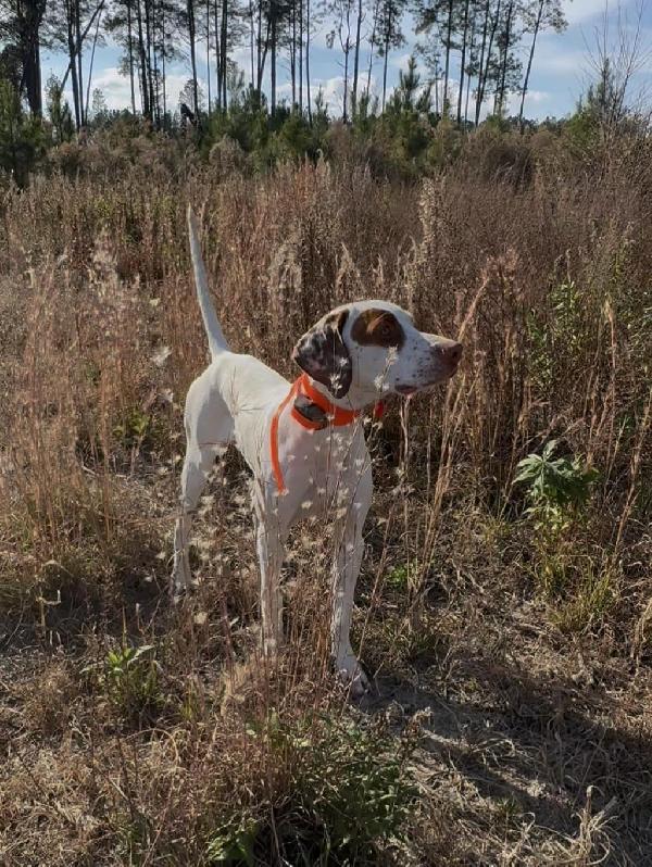 English Pointer