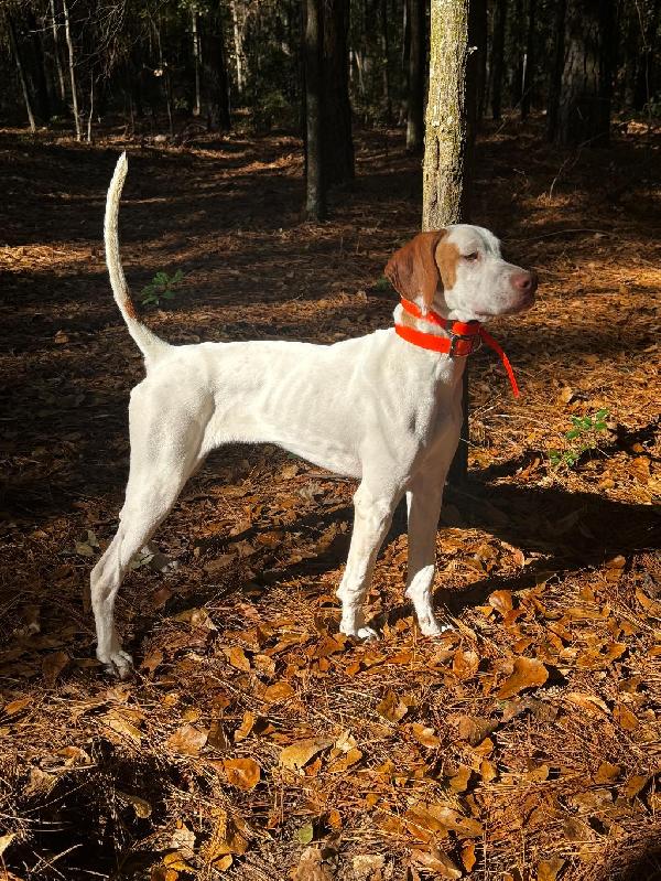 PUPPY FOR SALE English Pointer