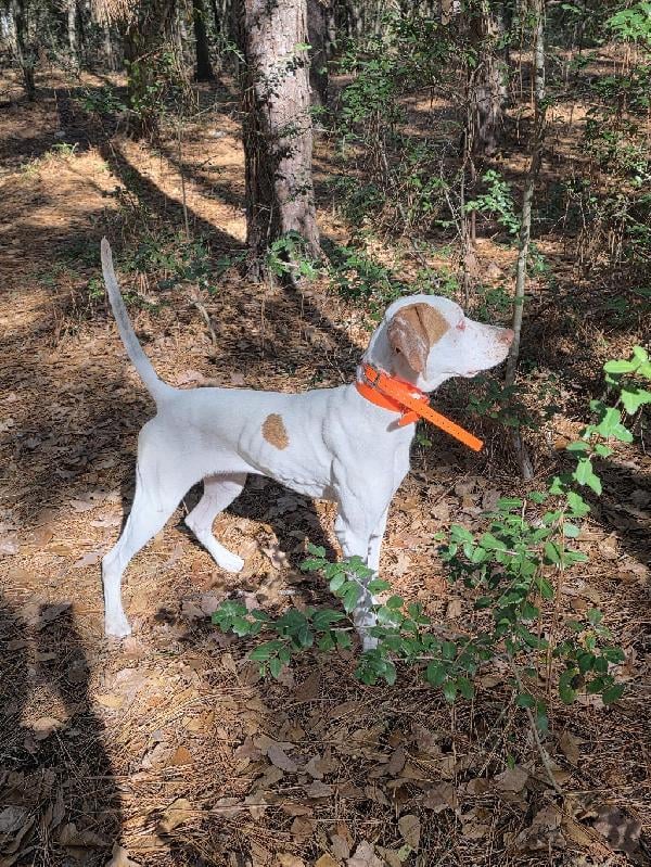PUPPY FOR SALE English Pointer