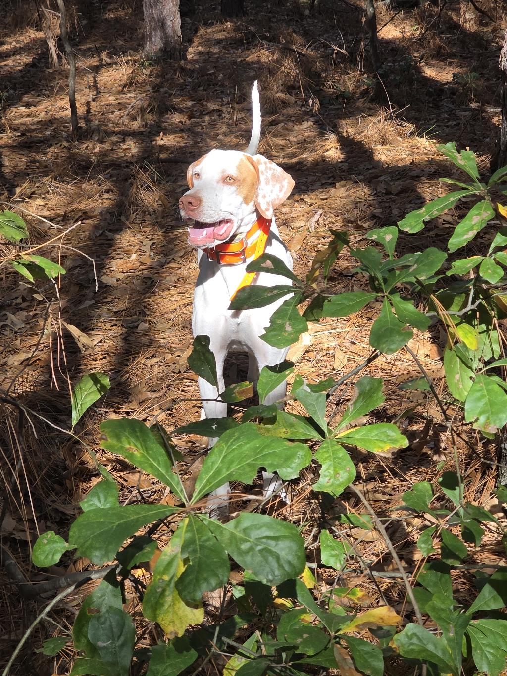 PUPPY FOR SALE English Pointer
