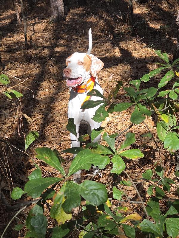 English Pointer