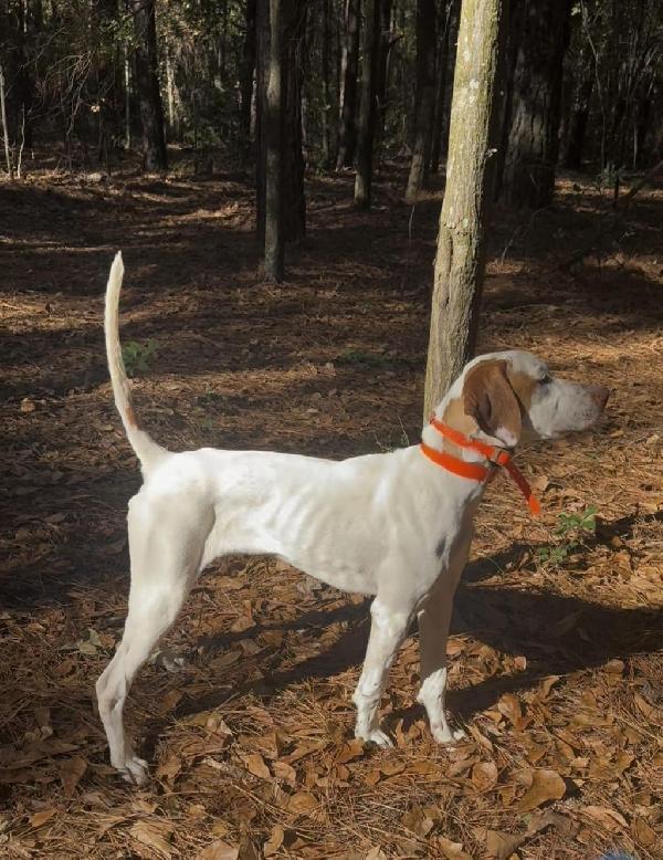 English Pointer