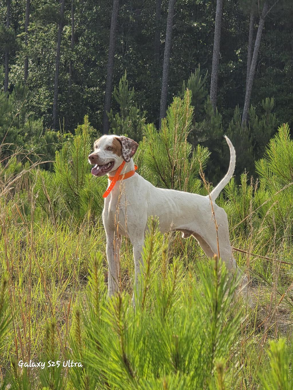 FOR SALE English Pointer