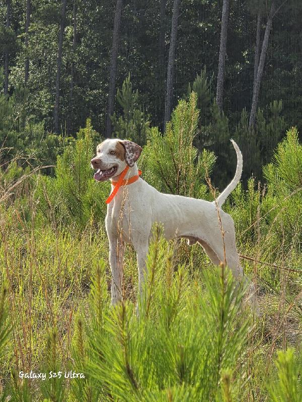 English Pointer