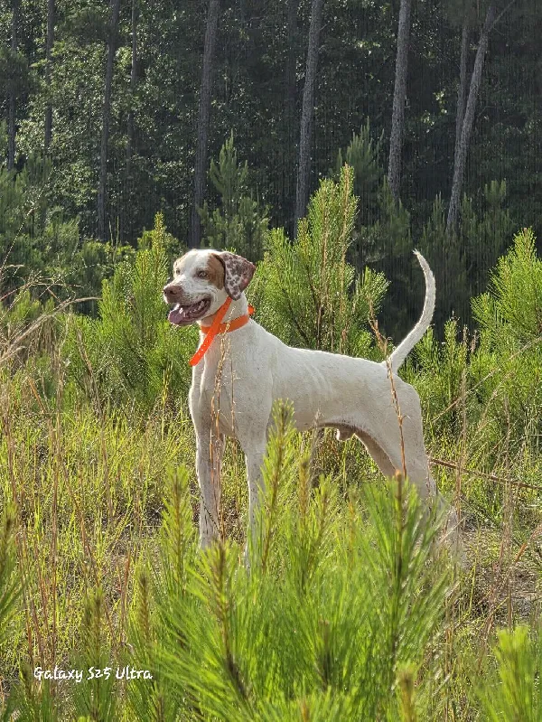 FOR SALE English Pointer