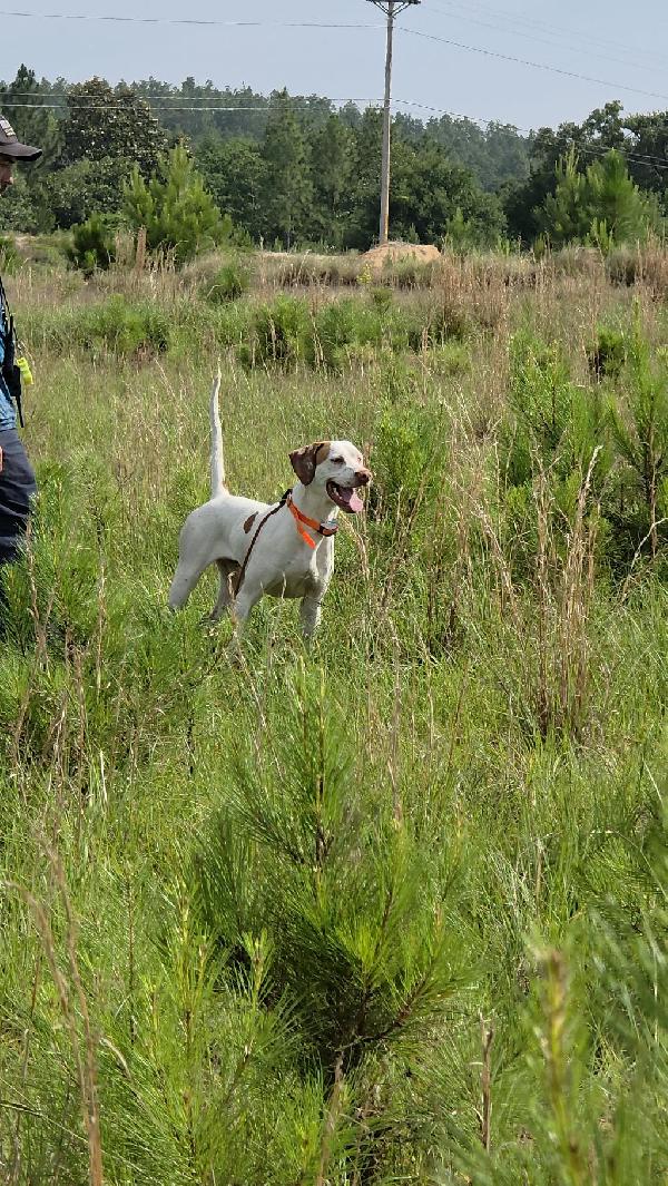 English Pointer