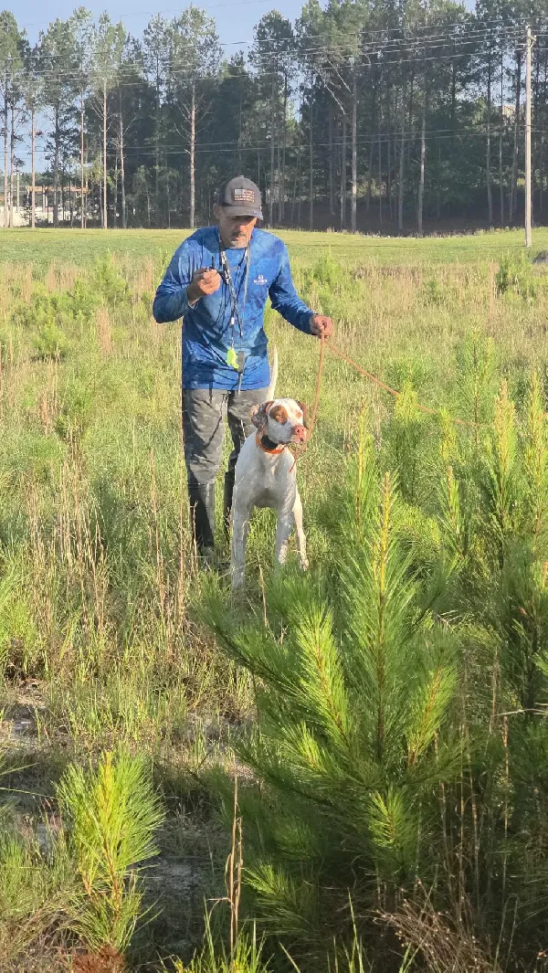 FOR SALE English Pointer