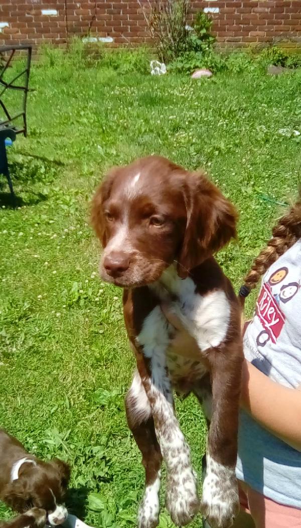 American Brittany
