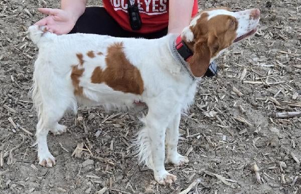 American Brittany