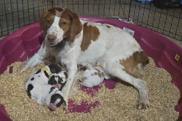 American Brittany