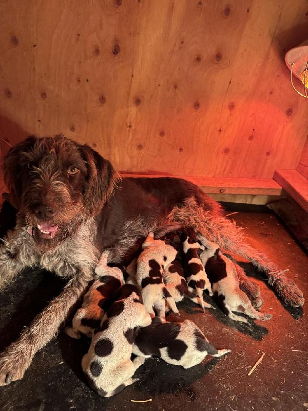 GERMAN WIREHAIRED POINTER PUPPIES German Wirehaired Pointer
